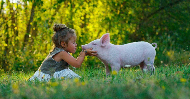notícias dia do veganismo porquinho