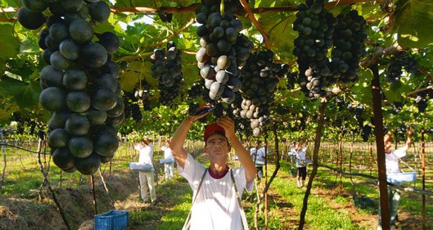 notícias dia nacional do vinho colheita uvas