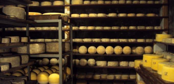 produção queijaria santa luzia