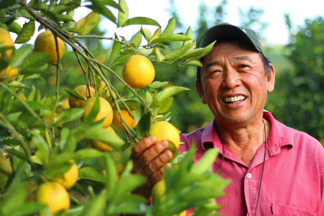 notícias dia mundial da alimentação produção laranjas